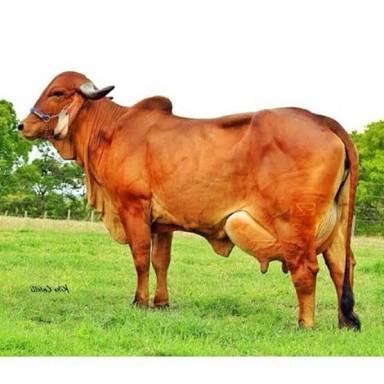 Pure Cow Ghee, Packaging Type : Tin, Pouch