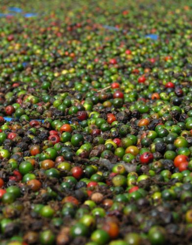 Black pepper, Packaging Size : 100gm