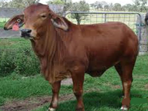 Sahiwal Cow, Color : Brown