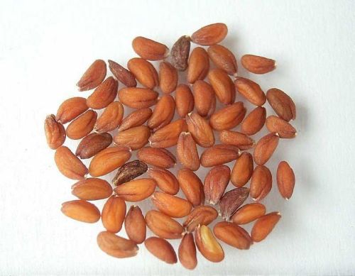 ASALIO LEPIDIUM SATIVUM