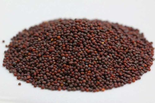 Black Mustard Seeds, Seed Type : Hybrid