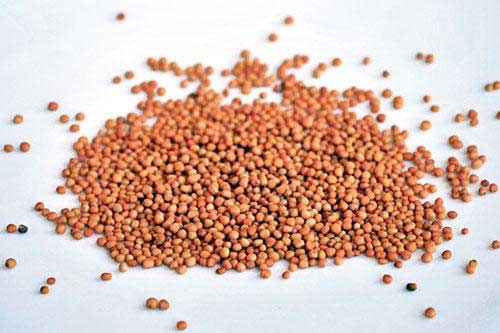 Mustard Seeds