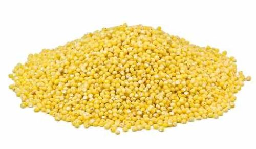 Yellow Millet, Packaging Type : Jute, Packaging Size : 25kg, 50kg