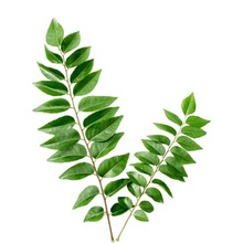 Curry Leaf Essential Oil