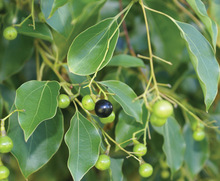 Bark Ho Wood Oil, Botanical Name : Cinnamomum Camphora