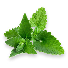 Leaves Lemon Balm Essential Oil, Supply Type : OEM/ODM