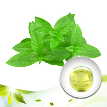 Leaves Peppermint Mint Essential Oil, Supply Type : OEM/ODM