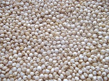 White Millet, Style : Dried