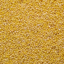 Machine Cleaned Common Yellow Millet, Style : Dried