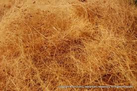 Coconut Fibre, For Brushes, Doormats, Mattresses, Ropes, Feature : Easy To Use, High Quality, Long Lasting