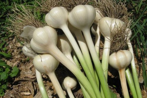 Common fresh garlic for Cooking