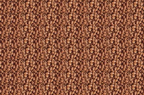 Shea Nuts, Packaging Type : Cream with Yellow Hint