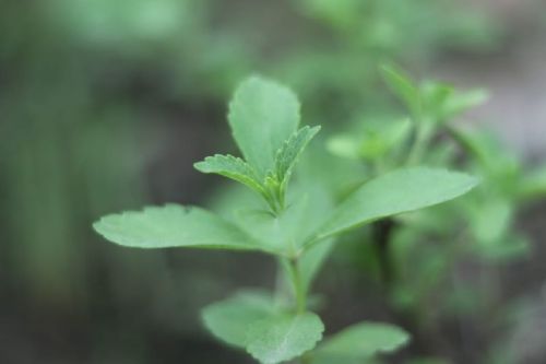 Stevia Leaves