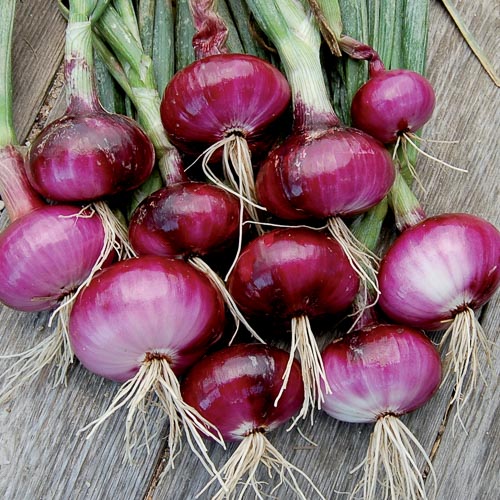 Fresh Red Onion, Packaging Type : 20 Kg Mesh Bag