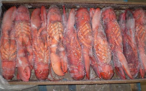 Lobster, Packaging Type : Carton