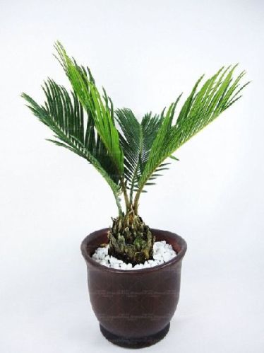 Bottle Palm Plants, Color : Green