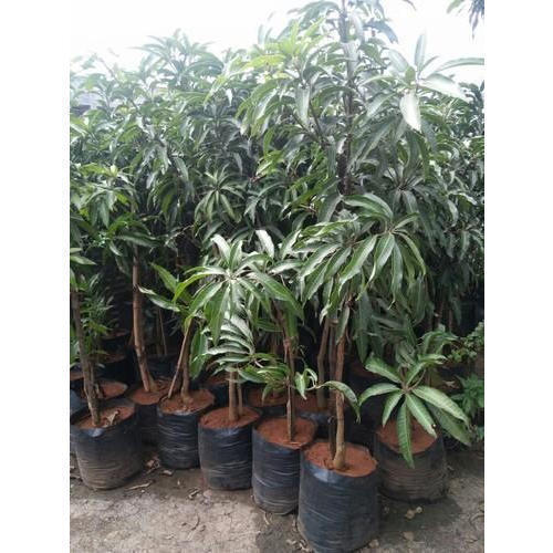 Mango Plants, Size : Medium, Small