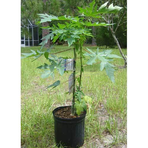 Organic Papaya Plants, Packaging Type : Polly Bag, PP Bag