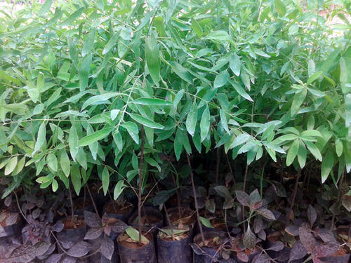 White Sandalwood Plants, Packaging Type : Plastic Bag