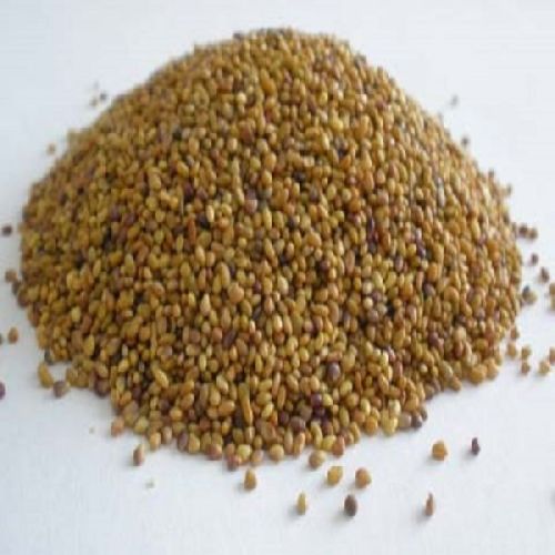 Alfalfa Seed