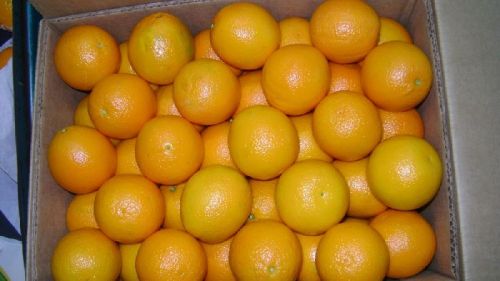 Egyptian Fresh Oranges