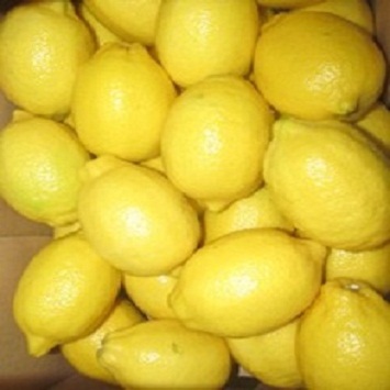 Fresh Eureka Lemon