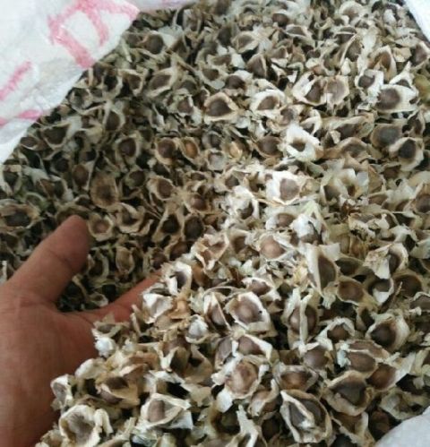 Common moringa seeds, Packaging Type : Carton Box, Pp Bags