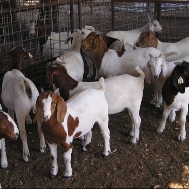 Pure Bred Boar Goats