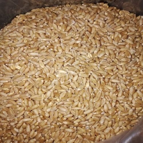 Wheat grains