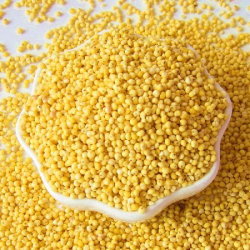 Yellow Millet For Bird Feed