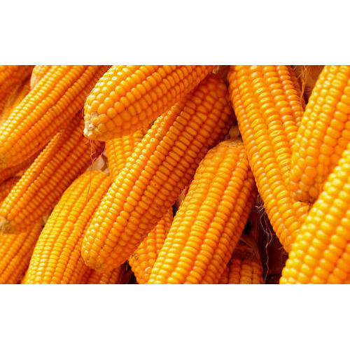 Yellow Maize