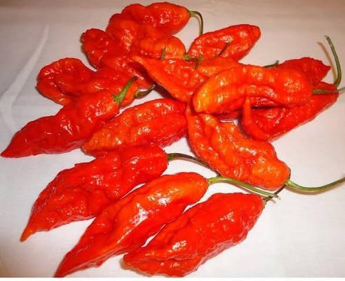 Fresh Organic Bhut Jolokia (Ghost Pepper)