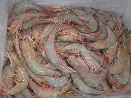 Shrimps, Color : Natural