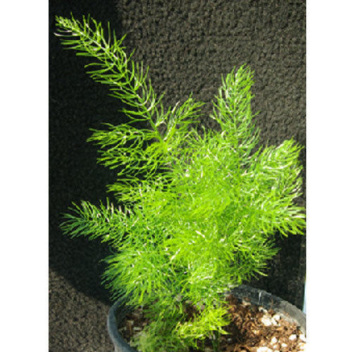 Organic Shatavari Plant, Color : Green