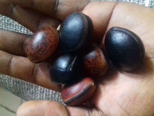 Natural Parcostic Seeds, Packaging Size : 1kg