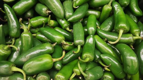 Oval Fresh Jalapeno, For Cooking, Pickle, Taste : Spicy