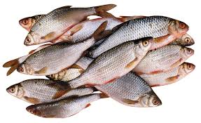 Catla Fish, For Cooking, Human Consumption, Style : Fresh