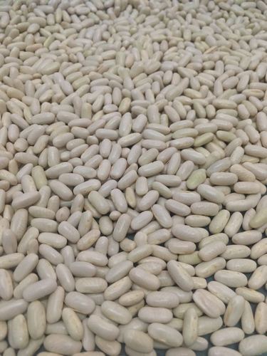 Organic Palguni French Bean Seeds