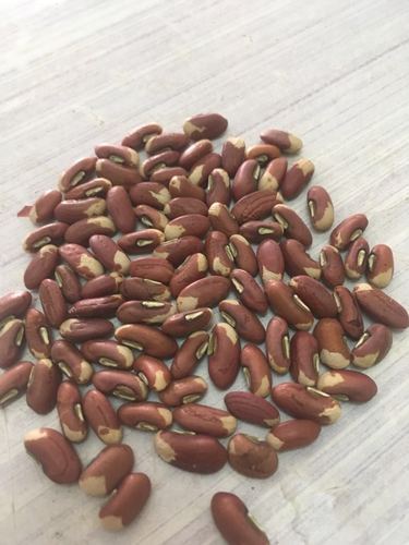 Yard Long Bean Seeds