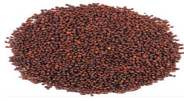 Mustard Seeds, Packaging Type : Jute Bag, Plastic Bag