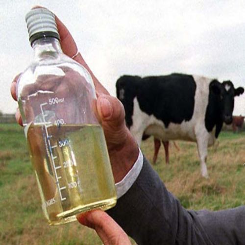 Cow Urine, Grade : A