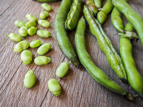 Fresh Broad Beans, Color : Green