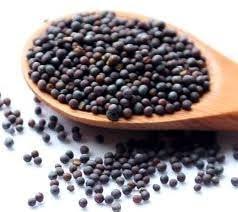 Mustard Seeds, Packaging Type : Jute Bag, Plastic Bag