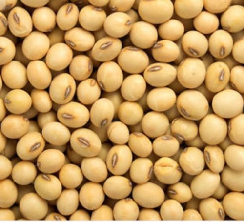 Soyabean Beans