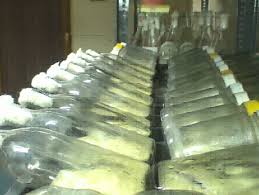 Trichoderma Biopesticide, For Agricultural, Form : Liquid, Solid