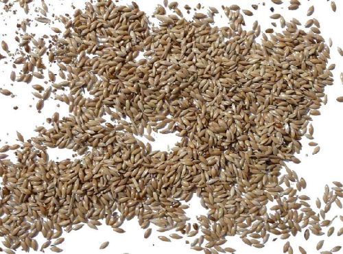 Canary Seed
