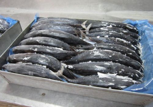 Frozen Tuna Fish, Packaging Type : Boxes