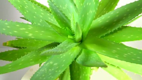 Organic Large Aloe Vera Plant, For Cosmetic, Medicines, Feature : Easy To Grow, Well Drained