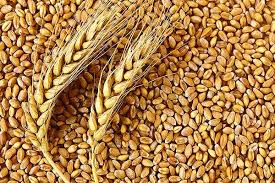 Wheat Seeds, For Cooking, Packaging Type : Jute Bag, PP Bag