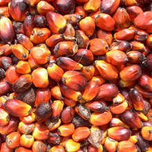 Organic Palm Oil